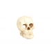 Enfeite para Aquários - Skull - 8cm
