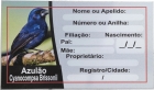 Placa de Identificação de Azulão Clássica